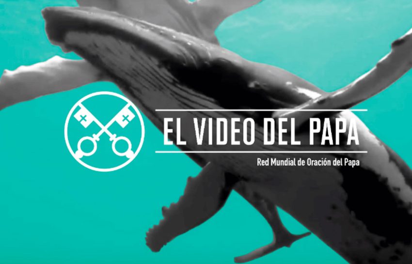 La protección de los océanos – El Video del Papa 9 – Septiembre 2019