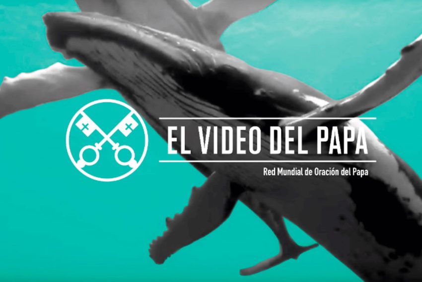La protección de los océanos – El Video del Papa 9 – Septiembre 2019